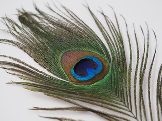 A Single Peacock Feather on a White Background