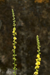 Königskerze im Detail