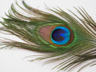 A Single Peacock Feather on a White Background