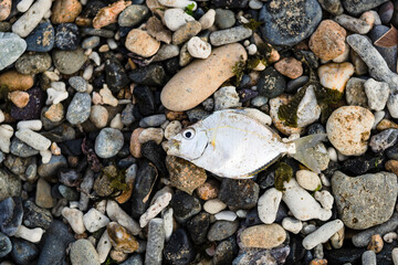 Multi-colored colorful sea pebbles, natural background, texture. Close-up texture of colorful sea pebbles. Sea background and beach