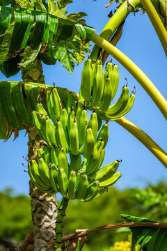 Fresh green Bananas