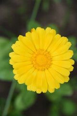 yellow flower of a dandelion