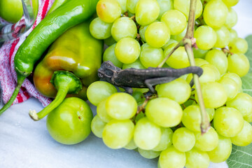 Changing color lizard blending nin some vegetables and fruits