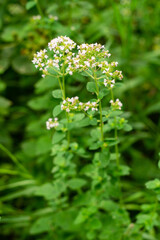 Flowering oregano, Origanum vulgare, culinary herb, curative plant