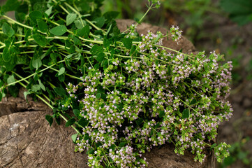 Bunch of flowering oregano. Origanum vulgare, culinary herb, curative plant