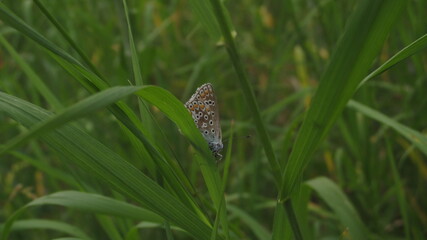 butterfly on grass