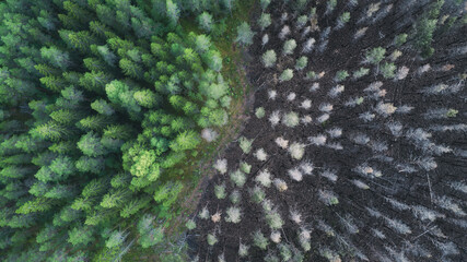 Drone view of a burnt forest. Dead trees after fire. Burnt pine forest and green forest. Colorful atmospheric landscape. - 365736689