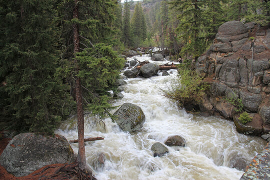 Rushing creek in a heavily treed (evergreens) and mountainous setting