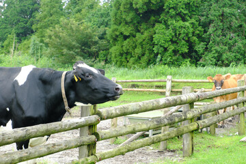 「モ～」と鳴くホルスタインの牛