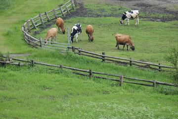 丘の上から見る牧草を食べる牛
