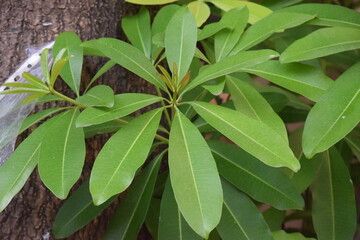 green plant with leaves on blurred background
