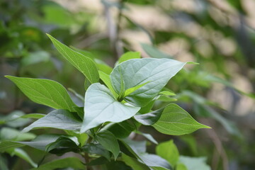 green plant with leaves on blurred background