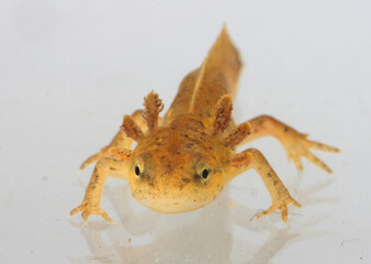 Looking into the face of an orange and yellow eastern newt (Notopthalmus viridescens) larva.
