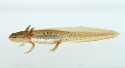 Eastern Newt (Notophthalmus viridescens) larva underwater on a white background.  The feathery structures behind the head are the newt's external gills.  Photographed in Ohio. 