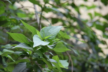 green plant with leaves on blurred background