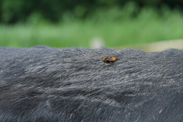 牛の体毛の上にとまる蜂