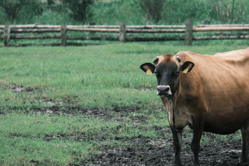 ジャージー牛のかっこいい風景素材