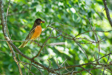 A close portrait of American Robin standing on tree branch