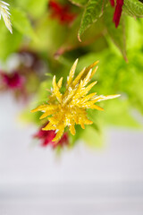 Cockscomb plant in bloom close up still on a wooden background with colorful feather flowers