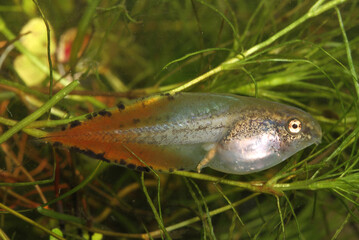 Gray Treefrog (Hyla versicolor) tadpole with a bright red tail tip.  The red tail tip helps distract the strikes of predators away from the tadpole's vulnerable body. 