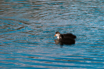 A flock of wild coots swims in the blue water of the lake. Bright photo of duck Chicks in their natural habitat on a reservoir. Russia. Saratov. Engels. Wild bird. Fulica.