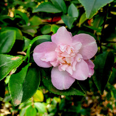 Japanese Camellia Pink Floral Bloom