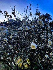 White Plum Blossom Flowers against the sky
