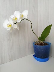 white phalaenopsis orchid with a yellow core in a blue flowerpot on light wood background