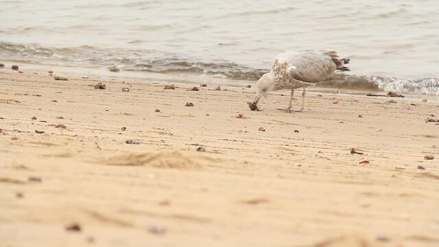 A seagull playing with, killing, and preparing to eat a small black crab (Japanese Shore Crab) on a Connecticut beach on Long Island Sound.