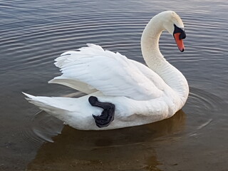 Obraz premium Grounded.