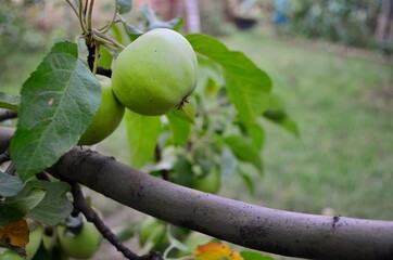 apples on a tree