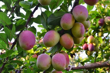 apples on a tree
