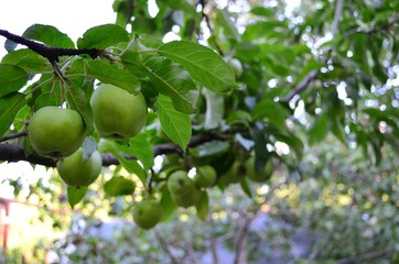 green apple tree