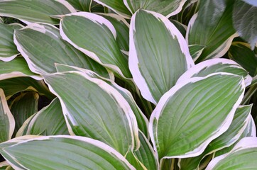 green leaves background