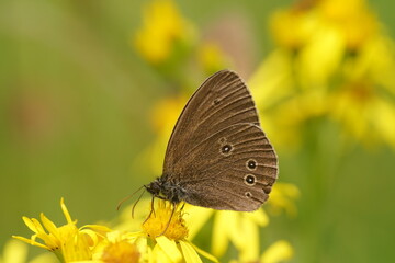 Obraz premium Aphantopus hyperantus, Brauner Waldvogel