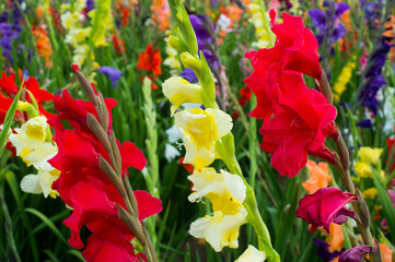 colorful summer gladiolus flowers