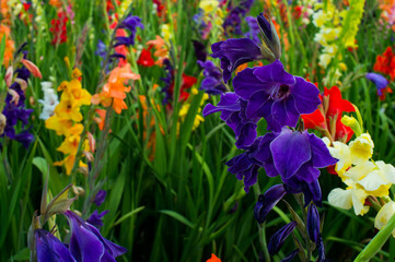 colorful summer gladiolus flowers