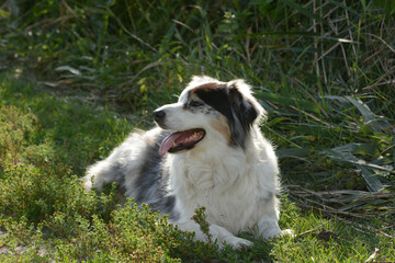 Cute Australian Shepherd