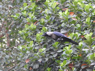 Urban crow on a wire