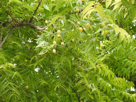 Neem tree fruit