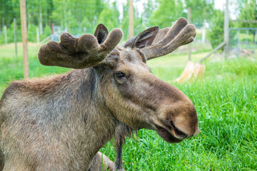 Moose bull with bast skin on the horns