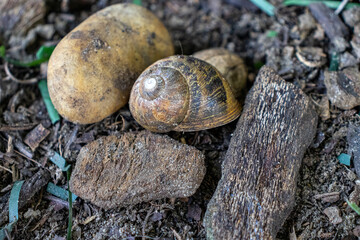 snail shell in the garden