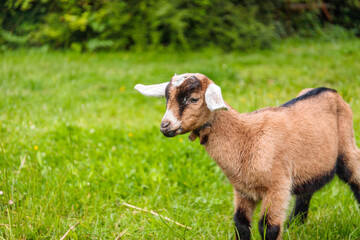 Brown nubian goat on a green grass countryside