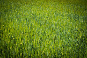 green grass background © Marcin