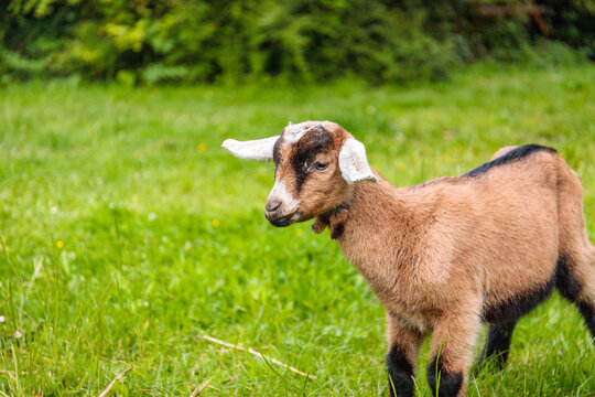 Brown nubian goat on a green grass countryside