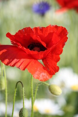 Talking Poppies