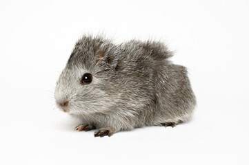 young guinea pig on white background