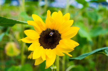 beautiful sunflower and bee on a summer field