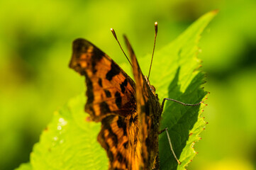 Butterfly selection