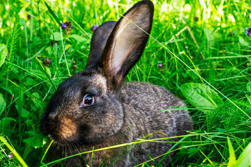 Black rabbit sits in the green grass under the rays of morning light